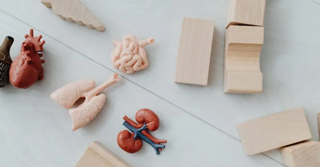 Close-up of educational anatomy toys and wooden blocks for children's learning.